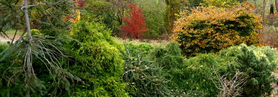 Cupressocyparis - Cupressus
